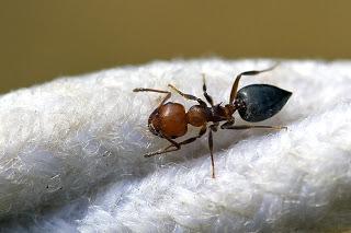 Para ampliar Crematogaster scutellaris (Olivier, 1792) hacer clic