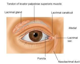 Lagrimeo crónico. Tratamientos y avances Lagrimeo crónico. Tratamientos y avances