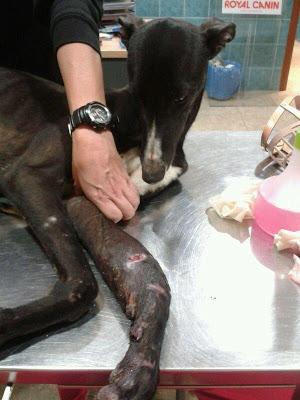 GRECO, GALGO RESCATADO EN CÓRDOBA, NECESITA OPERACIÓN. AYUDA!!! (CÓRDOBA)