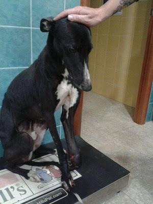 GRECO, GALGO RESCATADO EN CÓRDOBA, NECESITA OPERACIÓN. AYUDA!!! (CÓRDOBA)