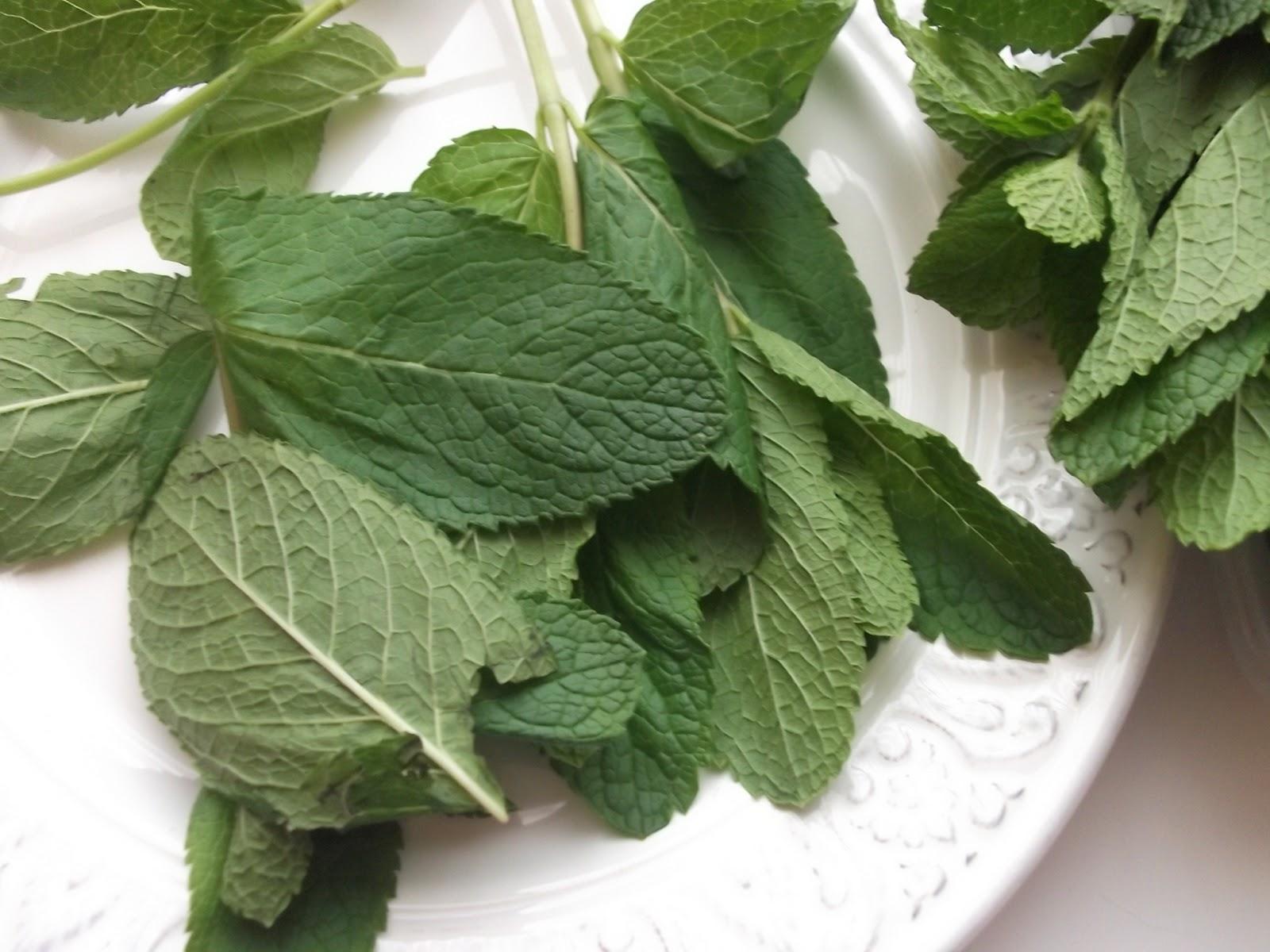 Preparando ingredientes para Jabón Mojito