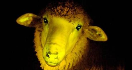 Científicos uruguayos crean ovejas que brillan en la oscuridad