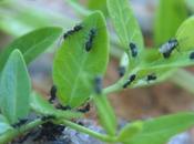 hormigas cambian trabajo medida crecen