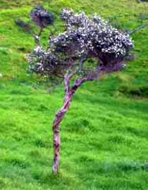 arbol-leptospermum-scoparium