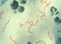 Streptococcus-Pyogenes-UMF