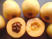 nisperos, citrico, fruta, china, origen, valencia, japon, temporada, rusos blancos