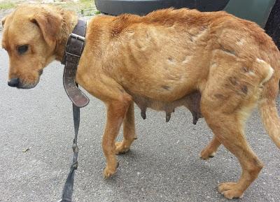 Ama y sus 3 cachorros necesitan ayuda!! (MÁLAGA)