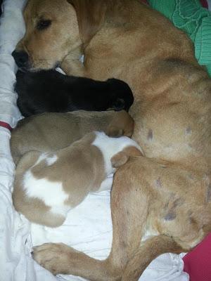 Ama y sus 3 cachorros necesitan ayuda!! (MÁLAGA)