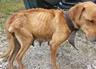 Ama y sus 3 cachorros necesitan ayuda!! (MÁLAGA)