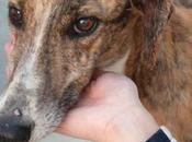 Ligero, galgo perrera Badajoz, nadie ayuda, será sacrificado mayo.