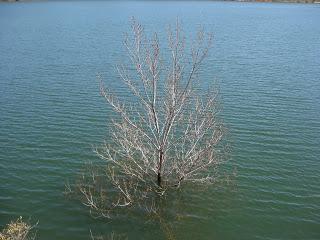 El Miedo y el Estrés