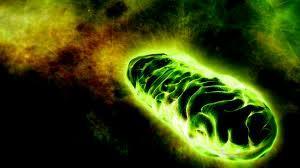 La mitocondria y el envejecimiento, introducción