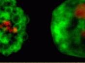 Apoptosis, mitocondria suicidio celular