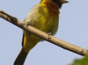 Saira dorada (Guira Tanager)