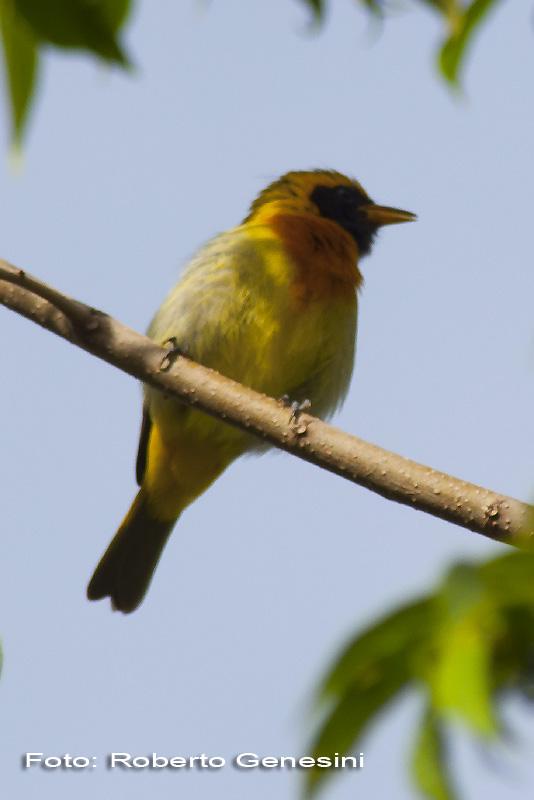 Saira dorada (Guira Tanager)