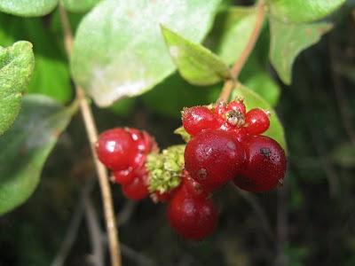 frutos-rojos-de-la-madreselva
