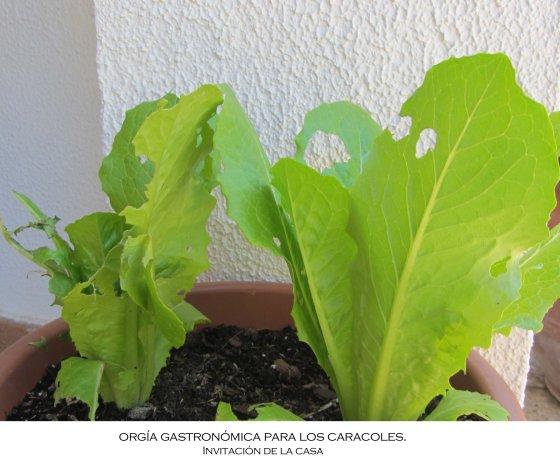 lechugascaracolesjpg