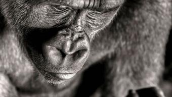 Ganadores del Sony World Photography Awards 2013