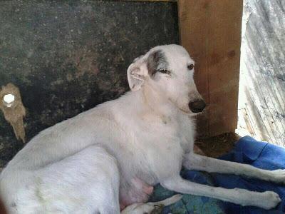 ABRIL Y SUS 10 CACHORROS TE NECESITAN!!!