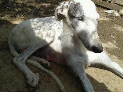 ABRIL Y SUS 10 CACHORROS TE NECESITAN!!!