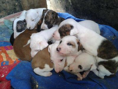 ABRIL Y SUS 10 CACHORROS TE NECESITAN!!!