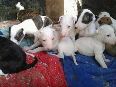 ABRIL Y SUS 10 CACHORROS TE NECESITAN!!!