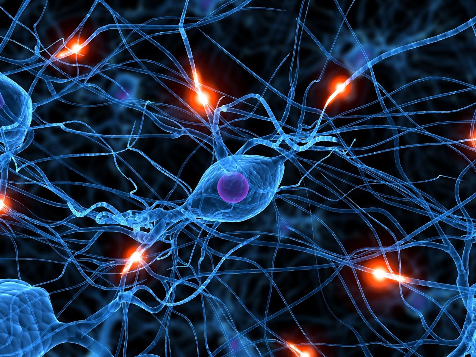 Neuronas en ignición. Neuromarketing, Antonio Casals, Esmeralda Díaz-Aroca