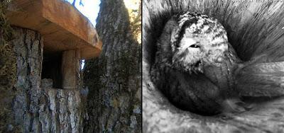 Jugando a los espías: nuevas webcams en nidos Jugando a los espías: nuevas webcams en nidos