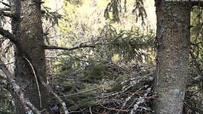 Jugando a los espías: nuevas webcams en nidos Jugando a los espías: nuevas webcams en nidos