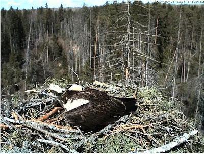 Jugando a los espías: nuevas webcams en nidos Jugando a los espías: nuevas webcams en nidos
