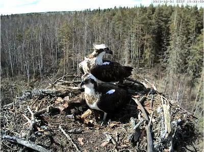 Jugando a los espías: nuevas webcams en nidos Jugando a los espías: nuevas webcams en nidos