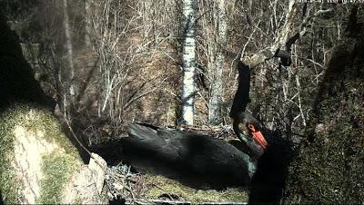 Jugando a los espías: nuevas webcams en nidos Jugando a los espías: nuevas webcams en nidos