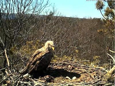 Jugando a los espías: nuevas webcams en nidos Jugando a los espías: nuevas webcams en nidos