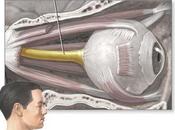 Anatomía: nervio óptico