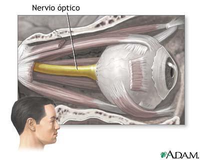 Anatomía: el nervio óptico Anatomía: el nervio óptico