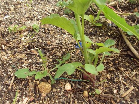 GUÍA DE PLANTAS. EL HUERTO EN ABRIL: LAS PLANTAS EN EL TERRENO.