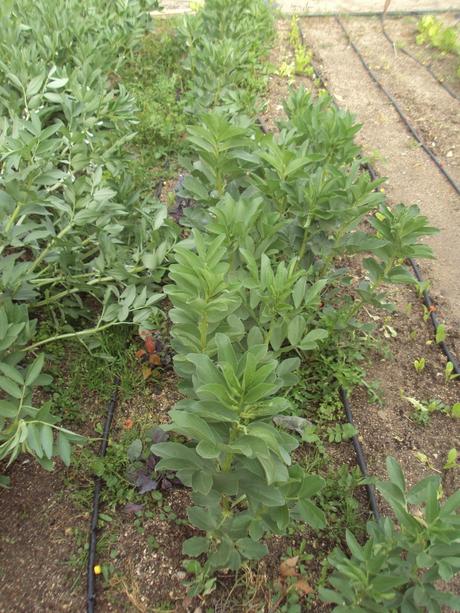 GUÍA DE PLANTAS. EL HUERTO EN ABRIL: LAS PLANTAS EN EL TERRENO.