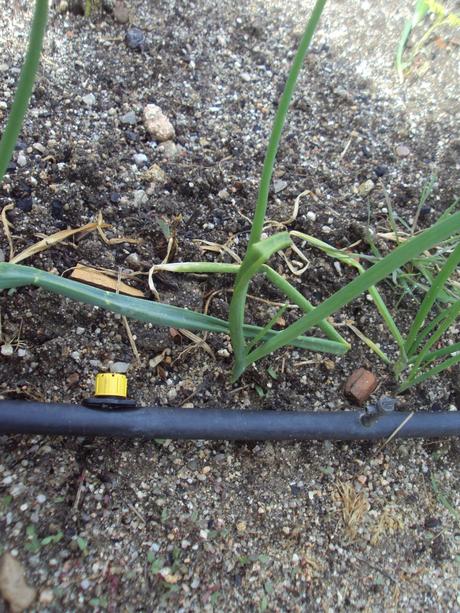 GUÍA DE PLANTAS. EL HUERTO EN ABRIL: LAS PLANTAS EN EL TERRENO.