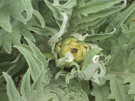 GUÍA DE PLANTAS. EL HUERTO EN ABRIL: LAS PLANTAS EN EL TERRENO. GUÍA DE PLANTAS. EL HUERTO EN ABRIL: LAS PLANTAS EN EL TERRENO.