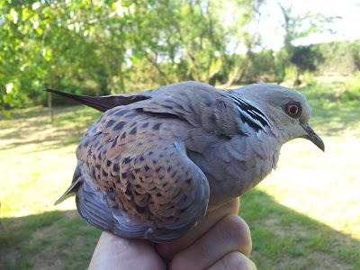 Nuevas especies durante el seguimiento de passeriformes en la Laguna de Fuente del Rey (Dos Hermanas, Sevilla) - New species of passerines to follow up on the Fuente del Rey Lagoon