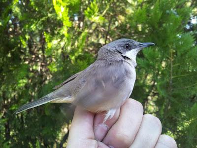 Nuevas especies durante el seguimiento de passeriformes en la Laguna de Fuente del Rey (Dos Hermanas, Sevilla) - New species of passerines to follow up on the Fuente del Rey Lagoon
