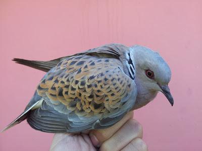 Nuevas especies durante el seguimiento de passeriformes en la Laguna de Fuente del Rey (Dos Hermanas, Sevilla) - New species of passerines to follow up on the Fuente del Rey Lagoon