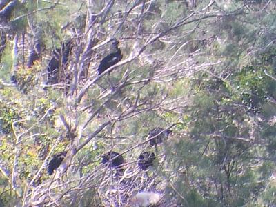Nuevas especies durante el seguimiento de passeriformes en la Laguna de Fuente del Rey (Dos Hermanas, Sevilla) - New species of passerines to follow up on the Fuente del Rey Lagoon