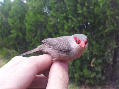 Nuevas especies durante el seguimiento de passeriformes en la Laguna de Fuente del Rey (Dos Hermanas, Sevilla) - New species of passerines to follow up on the Fuente del Rey Lagoon