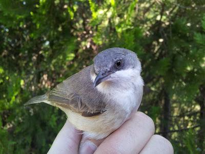 Nuevas especies durante el seguimiento de passeriformes en la Laguna de Fuente del Rey (Dos Hermanas, Sevilla) - New species of passerines to follow up on the Fuente del Rey Lagoon