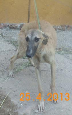 MUY URGENTE!!! NENA, CACHORRITA DE GALGO, LA PUEDE COGER GENTE CON MALAS INTENCIONES.