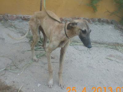 MUY URGENTE!!! NENA, CACHORRITA DE GALGO, LA PUEDE COGER GENTE CON MALAS INTENCIONES.