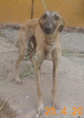 MUY URGENTE!!! NENA, CACHORRITA DE GALGO, LA PUEDE COGER GENTE CON MALAS INTENCIONES.