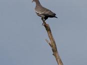 Paloma picazuró (Picazuro Pigeon)
