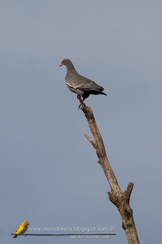 Paloma picazuró (Picazuro Pigeon)
